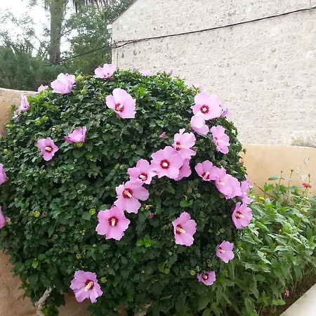 Mare S Mora *